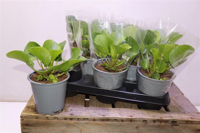 <h4>arr8 Pilea Peperomioides</h4>