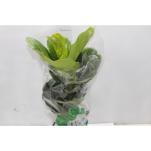 FICUS LYRATA P17