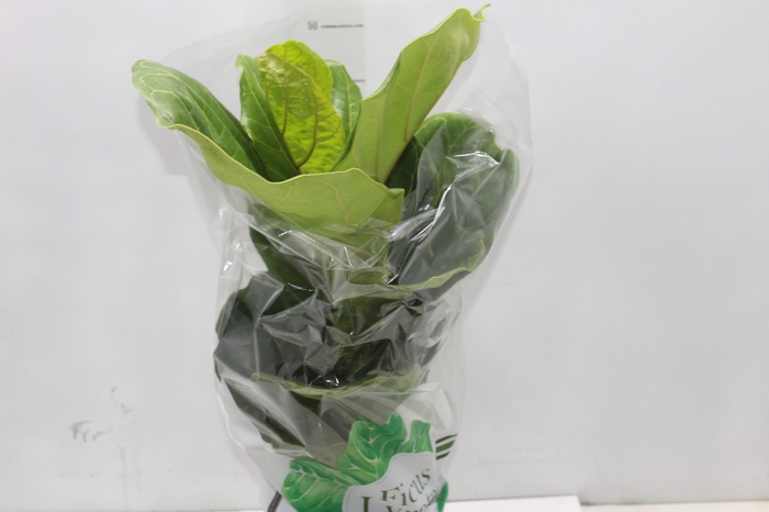 <h4>FICUS LYRATA P17</h4>