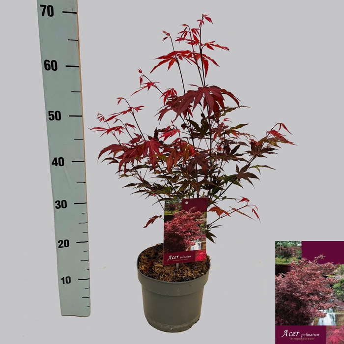 <h4>ACER PA ATROPURPUREU</h4>