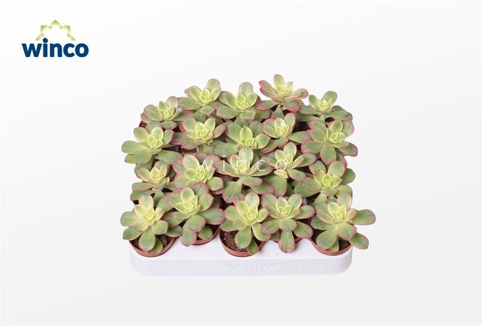 <h4>Aeonium Kiwi</h4>