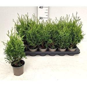 THUJA O HOLMSTRUP