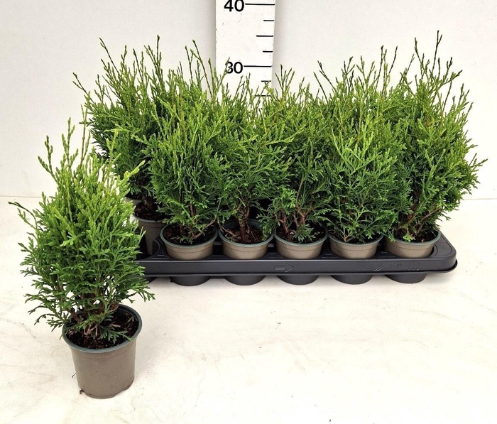 <h4>THUJA O HOLMSTRUP</h4>