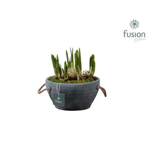 Cement pot met handvaten en Narcis