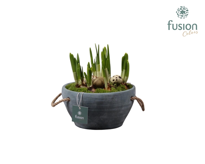 <h4>Cement pot met handvaten en Narcis</h4>
