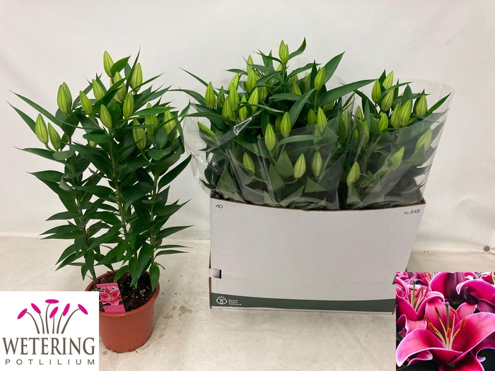 <h4>LIL OR SUNNY KEYS</h4>