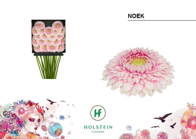 <h4>GE MB GERPONI NOEK DIA KAART x40</h4>