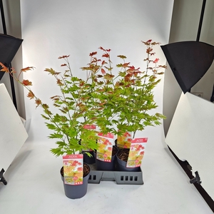 ACER SHIRASAWANUM