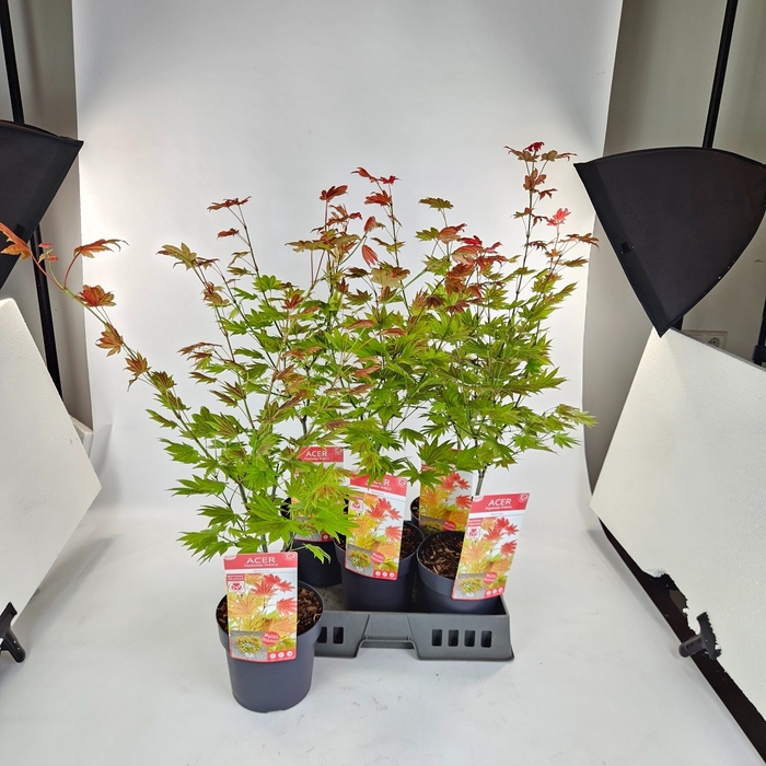 <h4>ACER SHIRASAWANUM</h4>
