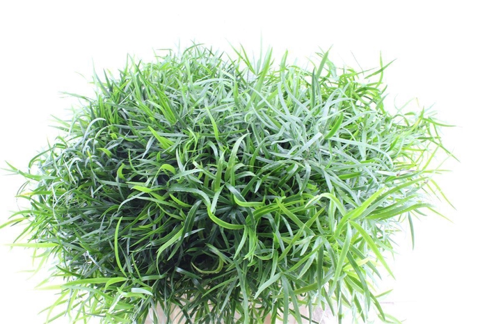 <h4>Asp Falcatus</h4>