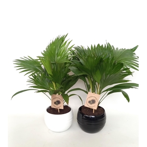 Livistona rotundifolia in handmade bol pot 15.5 cm zwart/wit keramiek