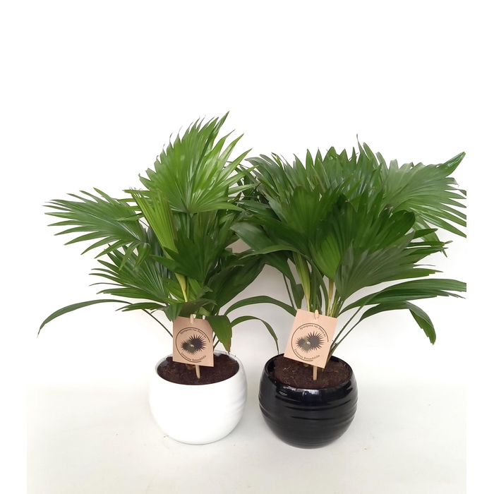 <h4>LIVISTONA ROTUNDIFOL</h4>