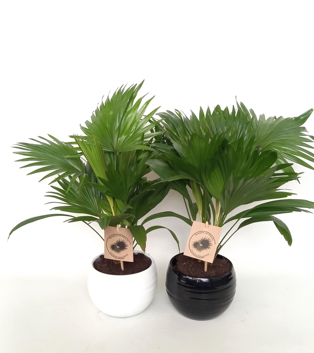 <h4>Livistona rotundifolia in handmade bol pot 15.5 cm zwart/wit keramiek</h4>