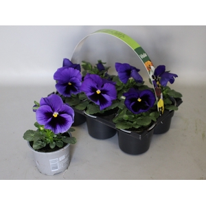 Viola wittrockiana sixpack F1 Blue Blotch