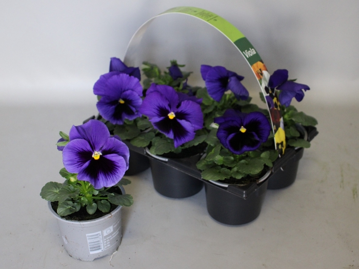 <h4>Viola wittrockiana sixpack F1 Blue Blotch</h4>