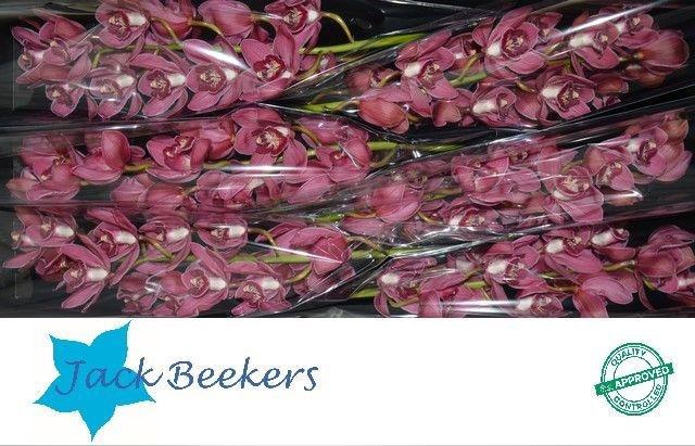 <h4>CYMB T RED DREAM</h4>