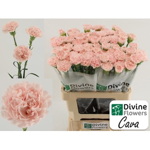Dianthus ST Cava