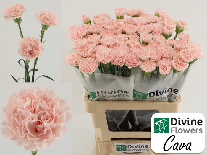 <h4>Dianthus ST Cava</h4>
