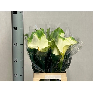 ZANT AE GREEN GODDES