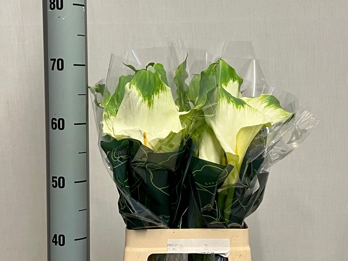 <h4>ZANT AE GREEN GODDES</h4>