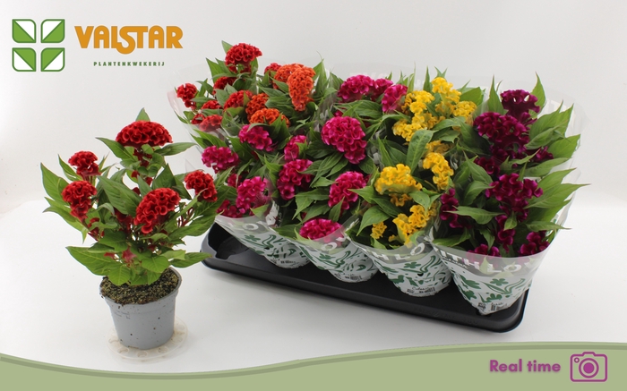 <h4>CEL CR TWIST GEM</h4>