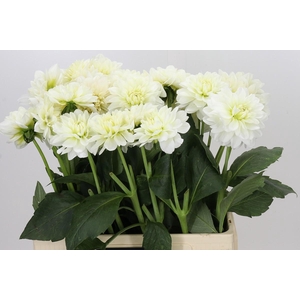 Dahlia Frosted White