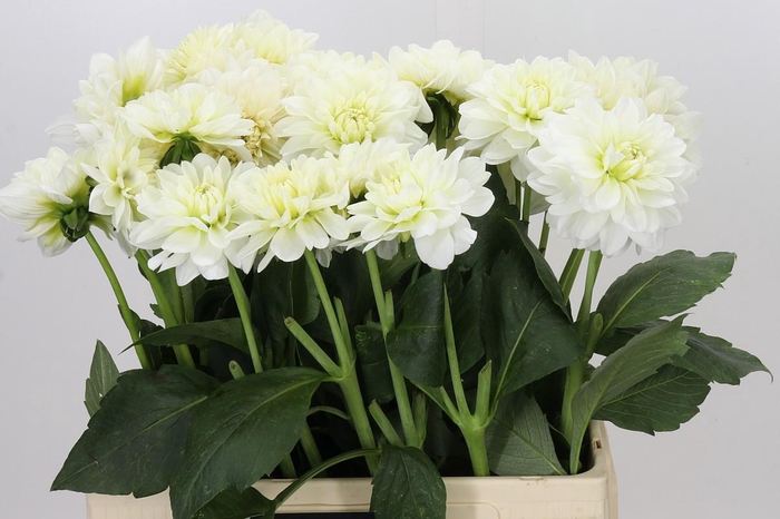 <h4>Dahlia Frosted White</h4>