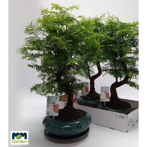 BONSAI OV