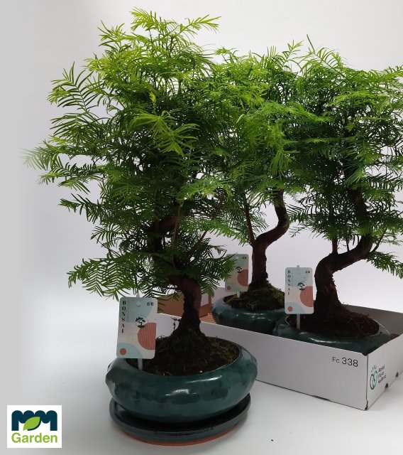 BONSAI OV