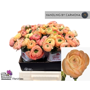 RAN DOLCEVIT SALMONE