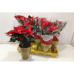 arr8 Euphor P Chr F Red In Keramiek