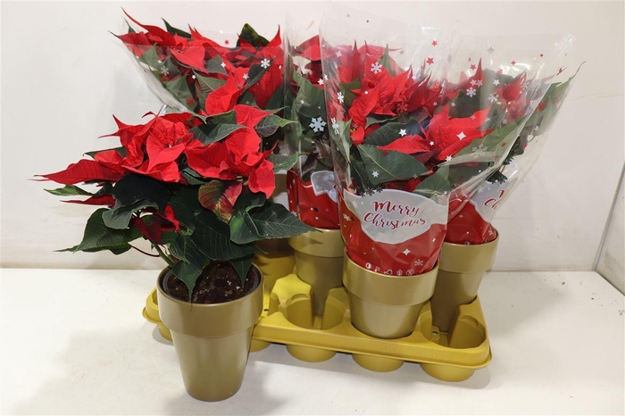 <h4>arr8 Euphor P Chr F Red In Keramiek</h4>