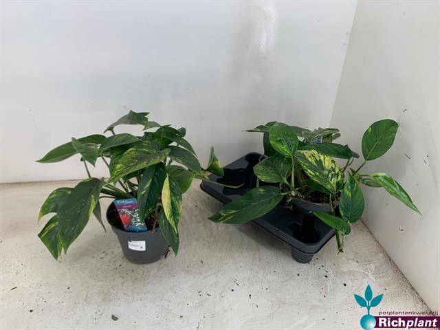 Epipremnum pinnatum Cintho Goldfinger 17Ø 35cm