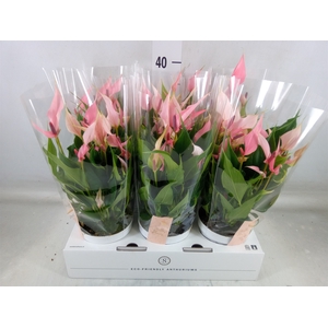 Anthurium andr. 'Lilli'