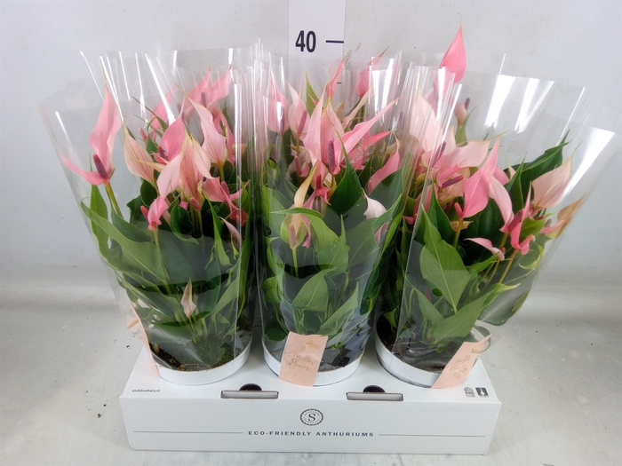 <h4>Anthurium andr. 'Lilli'</h4>