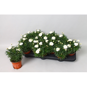 Argyranthemum Dubbel Wit