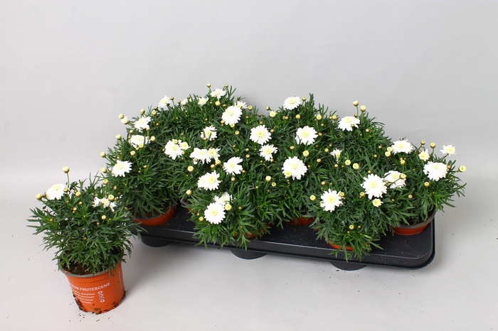 <h4>Argyranthemum Dubbel Wit</h4>
