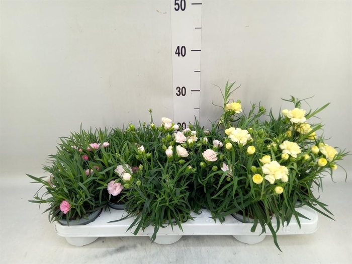 <h4>Dianthus   ...mix</h4>