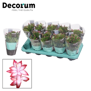 Schlumbergera - 10,5 cm - Red (Exotic) met hoes - Decorum