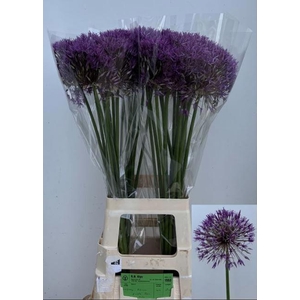 ALLIUM PURPLE RAIN