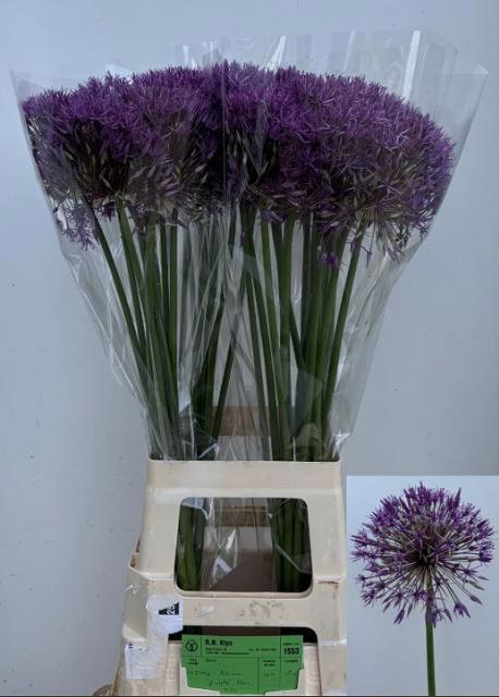 <h4>ALLIUM PURPLE RAIN</h4>