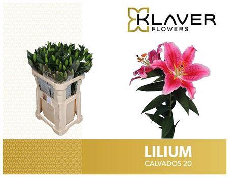 <h4>Li Or Calvados</h4>