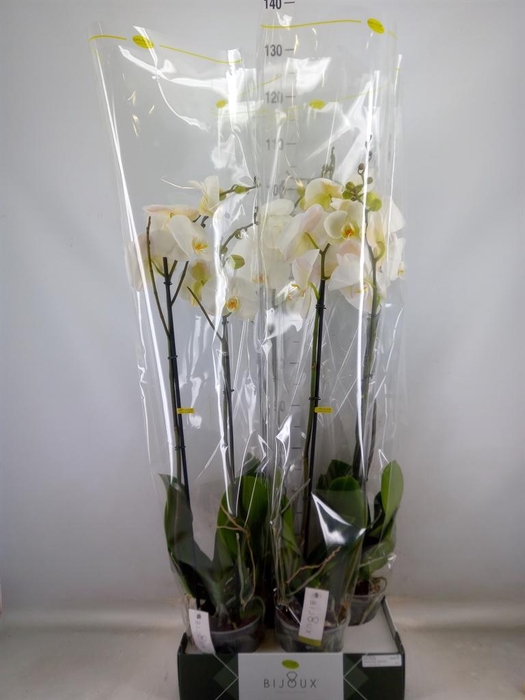 <h4>Phalaenopsis   ...white</h4>
