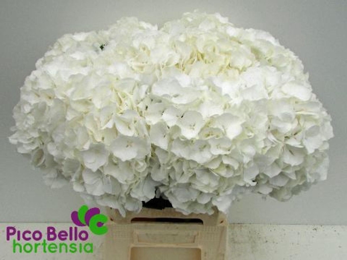 <h4>Hydrangea 'Verena White' 20cm</h4>