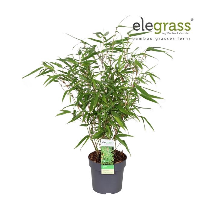 <h4>Fargesia 'Rufa' P14</h4>