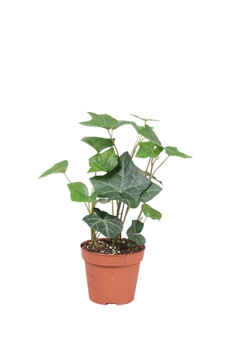 <h4>Hedera Hibernica</h4>