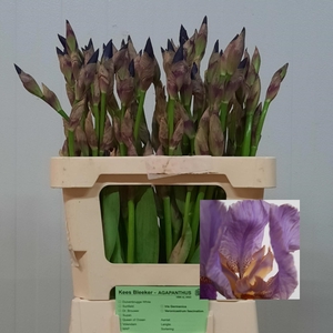 IRIS G CUP RACE