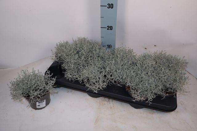 <h4>LEUCOPH BROWNII</h4>