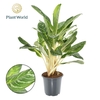 Aglaonema Keylime