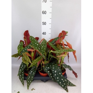 Begonia BD   ...